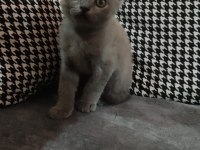 British shorthair biri oyun mu dedi