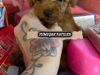 Sevimli Irk Toy Poodle