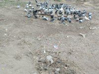 120 adet mardin güvercin