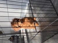 UYGUN TEACUP DİŞİ AŞILI POODLE