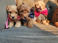 Anne altından mini maltipoo