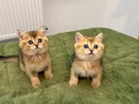 Safkan Black Golden British Shorthair