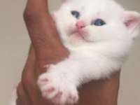 Irk Garantili scottish fold beyaz mavi göz dişi yavrularım