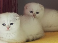 Champiyon atalardan scottish fold bebekler