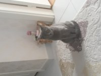 Ücretsiz sahiplendirme kedimiz