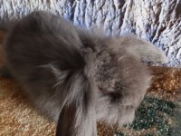 Teddy Lop Tavşan Yavrular Mavi Gözlü