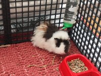 Guinea pig sağlıklı erkek ve dişi