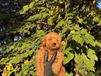 Red Brown Maltıpoo Yavrumuz Yeni Yuvasına Hazıd
