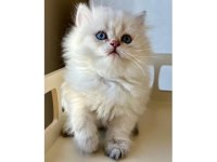 SAFKAN BRİTİSH DİŞİ YAVRULAR