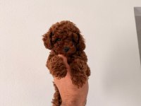 Toy poodle yavrular safkan ırk garantili