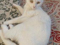 Beyaz british shorthair konya