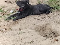 Cane corso bebekler
