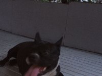 French bulldog matilla için yuva