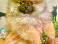 Yavru Pomeranian boo