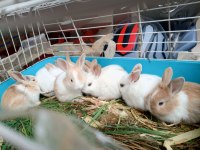 Netherland dwarf tavşan cücelerimiz mevcuttur