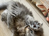 Bu minnak arkadaşınız olabilir british shorthair