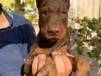 A şecereli doberman yavrularımız