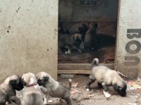 Kangal yavrusu davara ve korumaya uygun