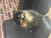 3,5 Yaşında Erkek Çiğli Aşıları Tam Pomeranian