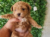 Dünya Tatlısı Maltipoo Yavrularımız Mağazamızdan