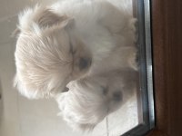 Minik pamuk pekinez köpekler