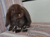 Cüce Lop/Miniatur Lop Cüce Tavşan Çiftliği Alanya