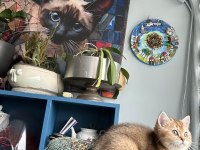 Ny11 safkan british shorthair