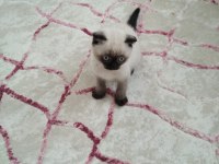 Scottish fold kedimiz duman yeni sahiplerini arıyor
