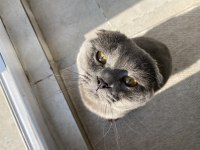 Safkan scottish fold 1.5 yaşında