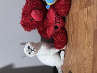 4-5 aylık british shorthair kedisi aşılar hepsi full