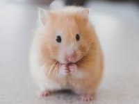 dişi damızlık hamsterlar