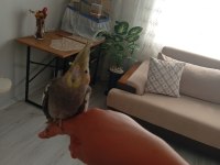Sultan Papağanı Erkek