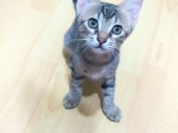 KEDİMİZ İÇİN LÜTFEN CİDDİ OLANLAR YAZSIN