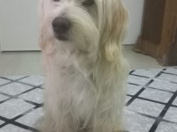 Terrier fox