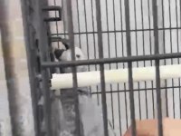 Yavru jako papağanı