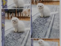 Scottish fold beyaz üzün tüylü mavi gözlü dişi