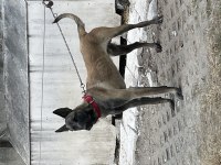 Belçika Malinois Köpeği