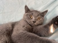 British Shorthair Topidik Yeni Yuvasını Arıyor