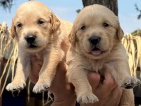 Golden retriever altın tüy yapısıyla aşık eder
