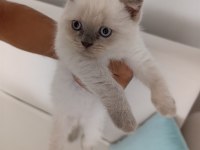Çok Uyguna Vereceğim Yavru Scottish Fold