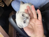 Scottish fold blue point