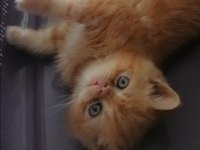 İran exotic shorthair dişi ve erkek yavrularım