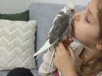 Elle beslenmiş yavru sultan papağanı