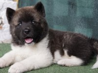 A kalite Amerikan akita yavrularımız