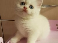 BRİTİSH SHORTHAİR YAVRULARI
