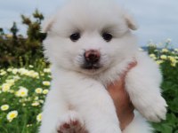 2 aylık pomeranian yavrular