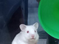 Hamster