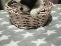 Shih tzu (şitzu) bebekler