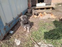Sokak köpeği 6 tane yavru
