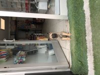 İki aylık dişi Malinois